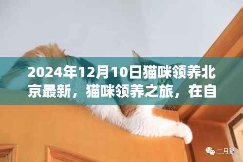 北京最新猫咪领养日探秘,自然怀抱中的心灵宁静之旅